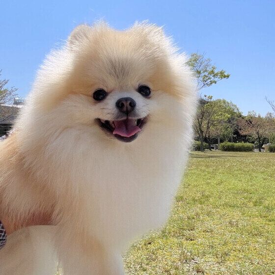 「グルーミング」と「トリミング」お手入れの違いとは いぬのきもち