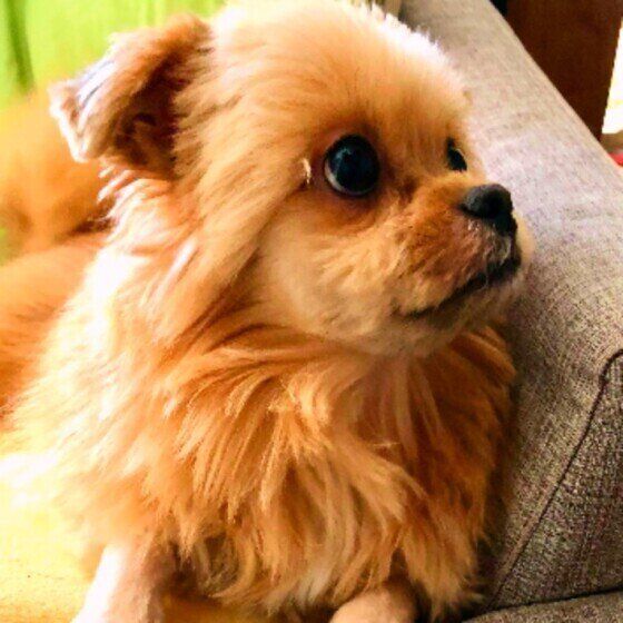 食後のピーちゃん