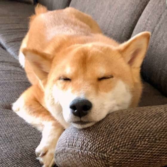 お休み中の福助くん