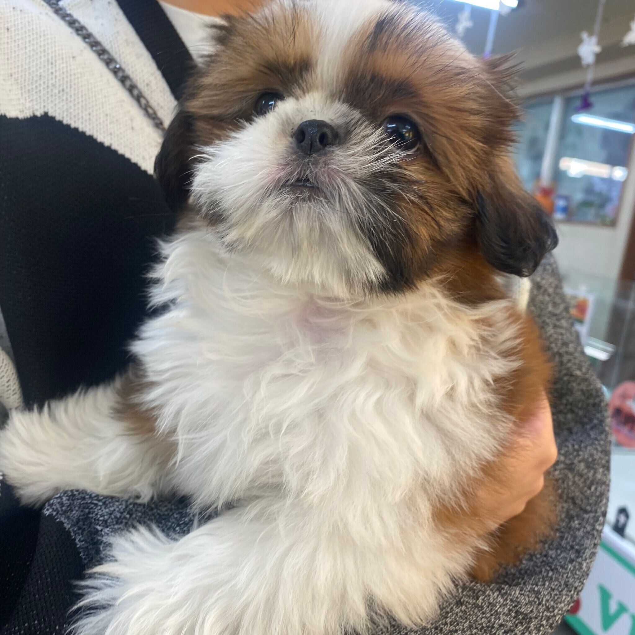 お迎えする前のちゃむくん