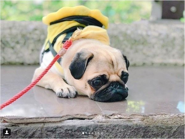 ぺたんこワンコ