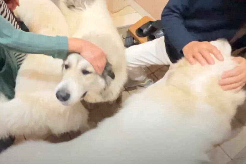 玄関に集まるグレート・ピレニーズ