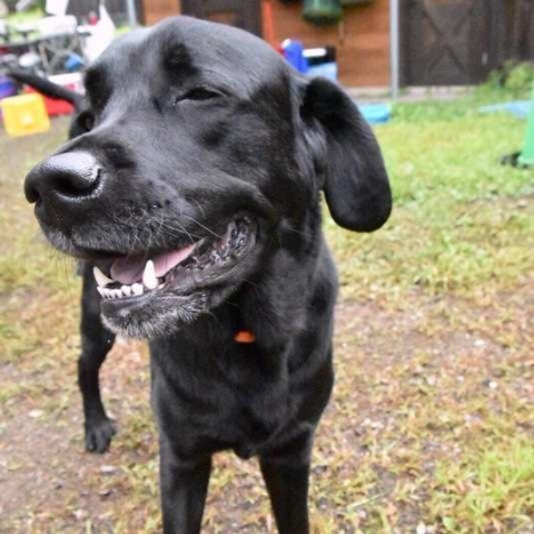 犬が飼い主さんに約束してもらいたい10のこと 犬の十戒 1 5 いぬのきもちweb Magazine 犬が飼い主さんに約束してもらいたい10のこと 犬の十戒 1 5 いぬのきもちweb Magazine