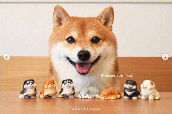 カプセルトイと一緒に写るMugiちゃん