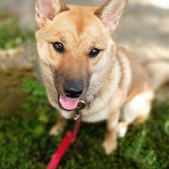 お散歩するMix犬