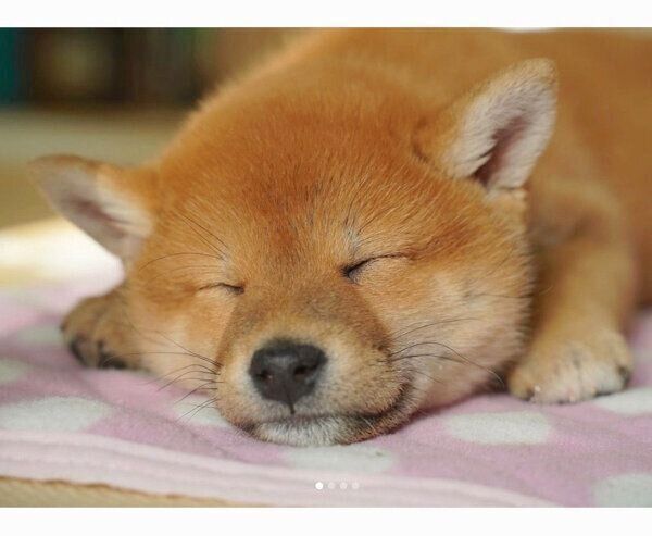 眠るきなこちゃん