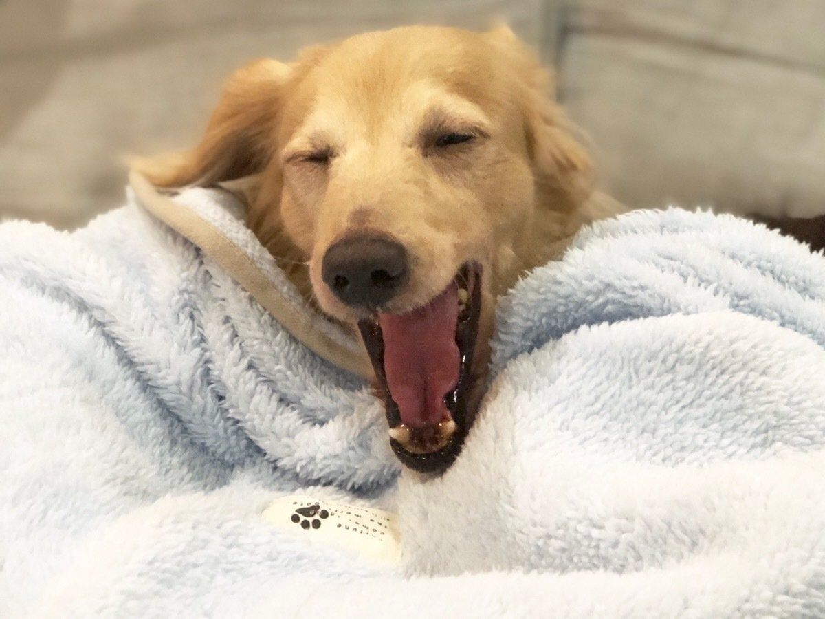 ミニチュア・ダックスフンド