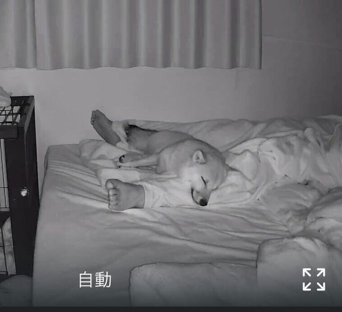 飼い主さんの夫の足を枕にするつくしちゃん