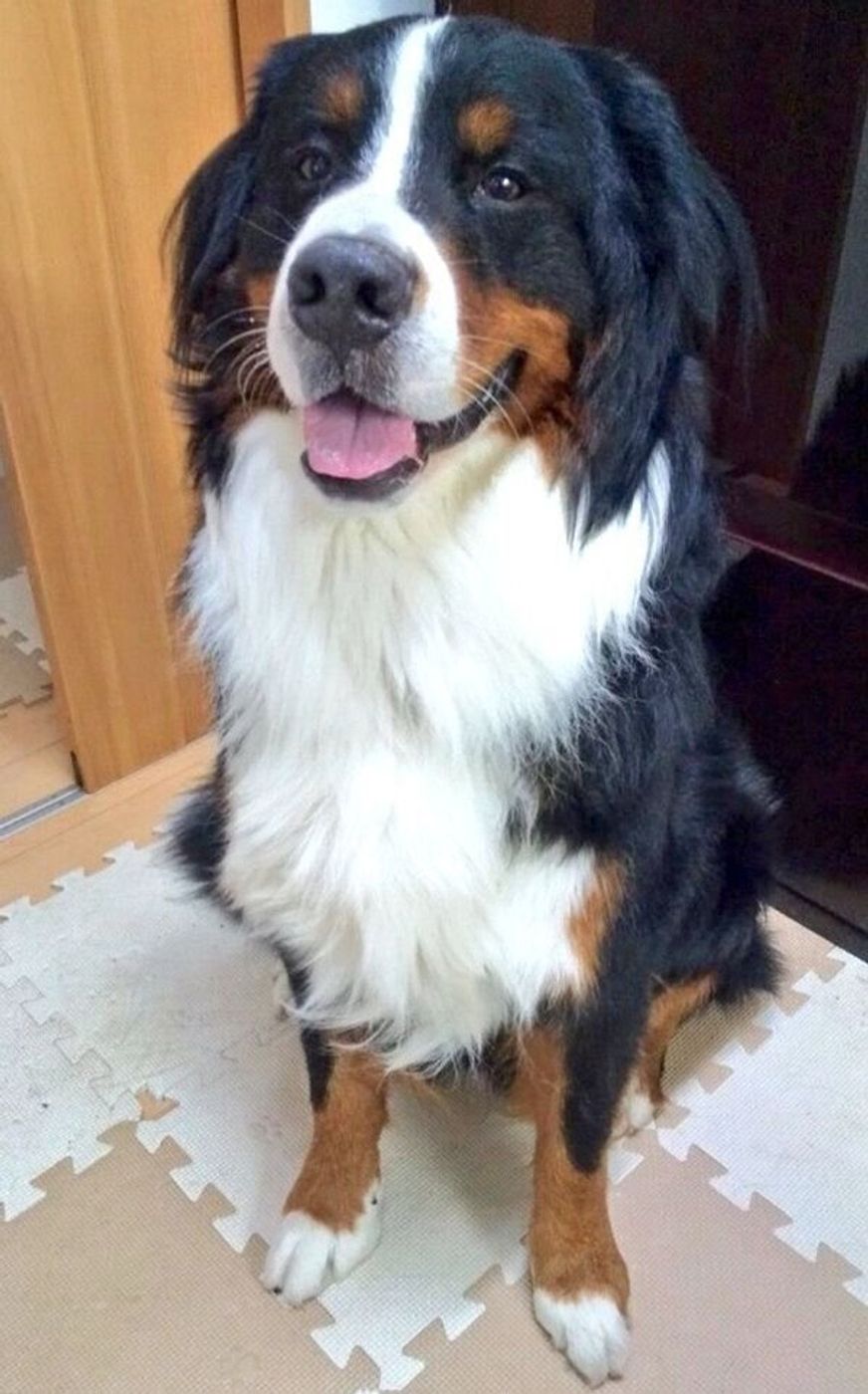 あどけない表情のバーニーズの子犬 2才になったらどうなる 成長した姿にほっこり いぬのきもちweb Magazine あどけない表情のバーニーズの子犬 2才になったらどうなる 成長した姿にほっこり いぬのきもちweb Magazine