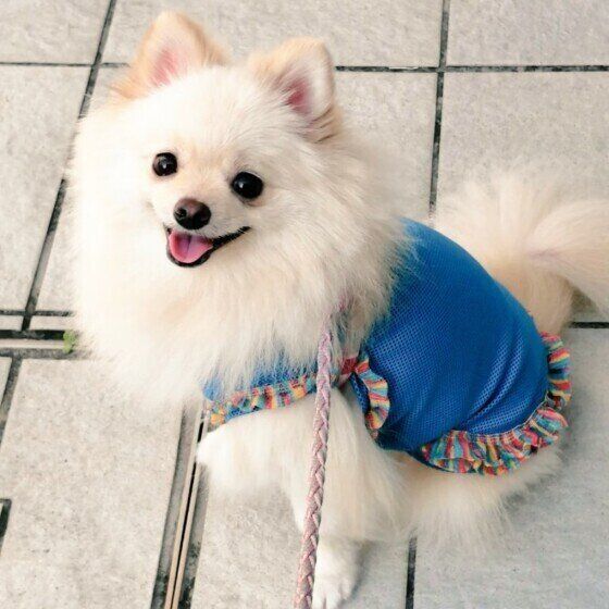 散歩中のポメラニアン