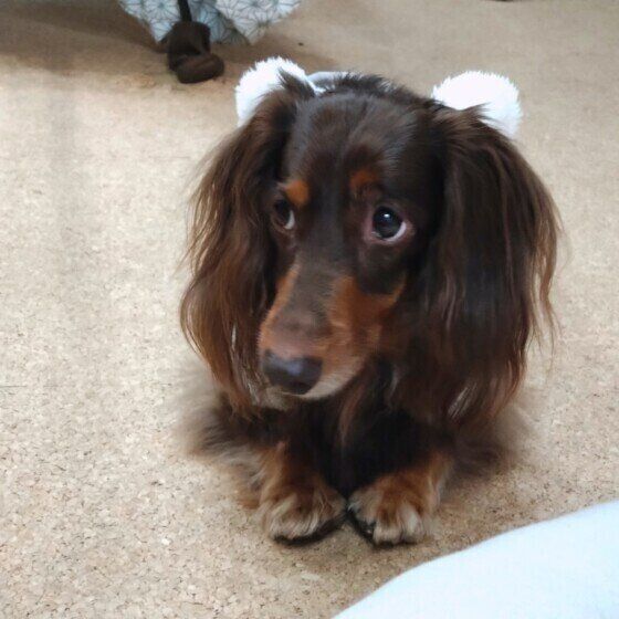 ダックスフンド　茶子  いつになったら