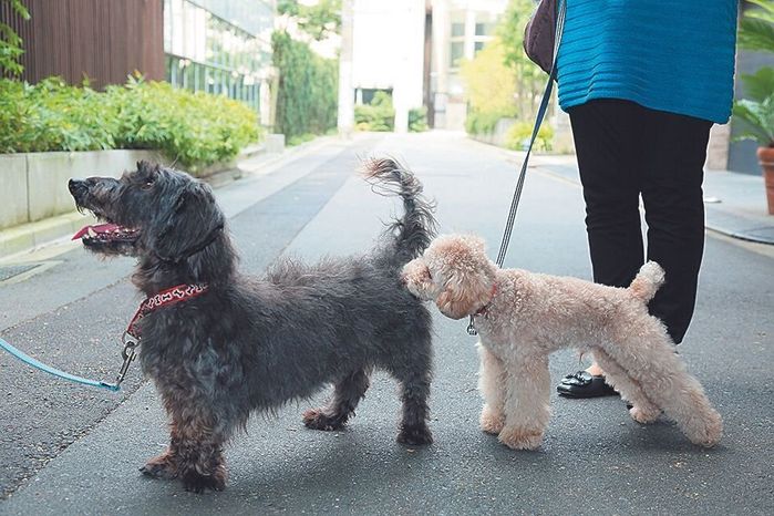 体格が同じくらいの犬から慣らすと成功しやすいです