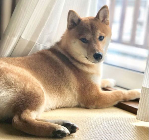 ご主人の帰りを待つ柴犬