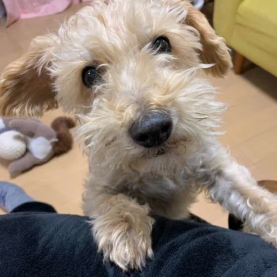 おねだりするMix