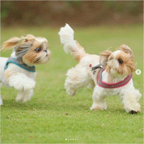 アタックワンコ