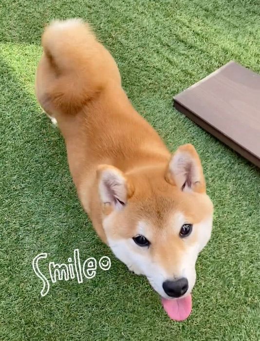 笑顔が可愛いくうちゃん
