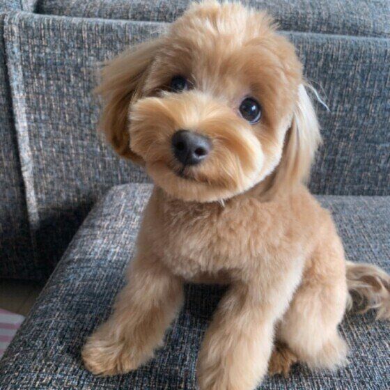 ぬいぐるみみたいなマル