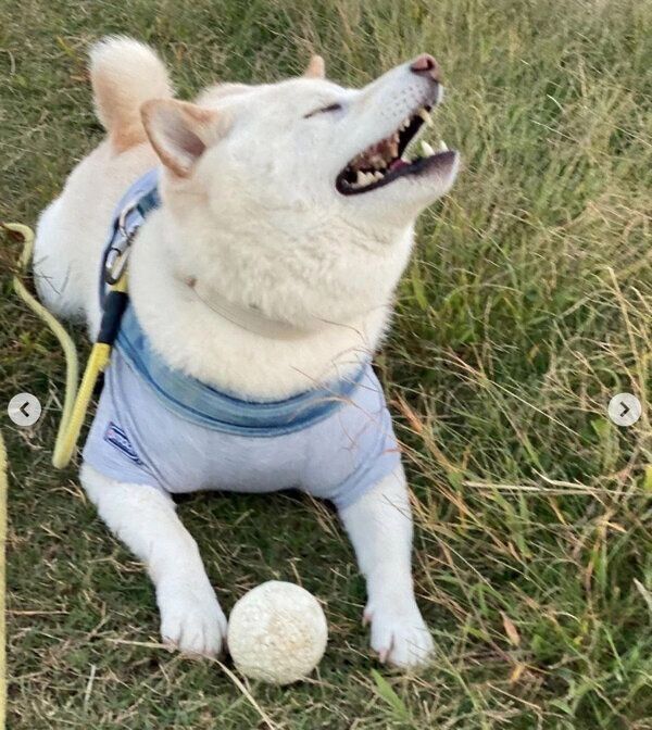 お散歩に行って楽しそうにするごん太くん