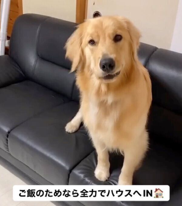 ごはんを期待する小春ちゃん