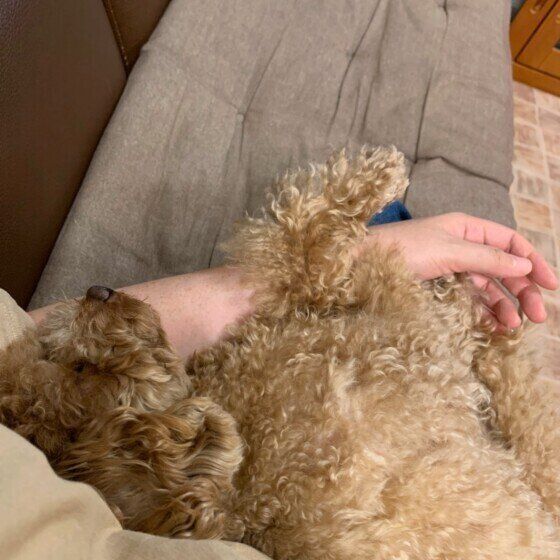 飼い主さんの腕にくっつくトイ・プードル