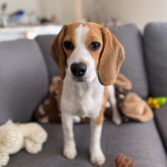 ビーグルのぴのこちゃん