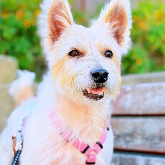 犬に「くせ毛」はある？ 犬のくせ毛の原因と毛並みの変化とは ジャック・ラッセル・テリア いぬのきもち