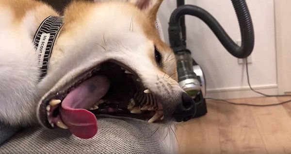 眠そうなこてつくん