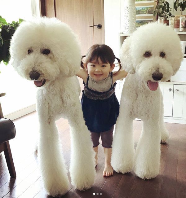 スタンダード・プードルのりくちゃんとがくちゃん