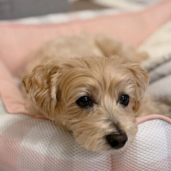 犬の涙やけの原因と対処法 気になる涙やけの3つの疑問Q&A いぬのきもち