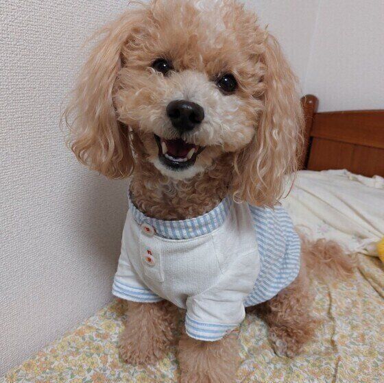 トイプードルのエサやり散歩 30分程度 全4回