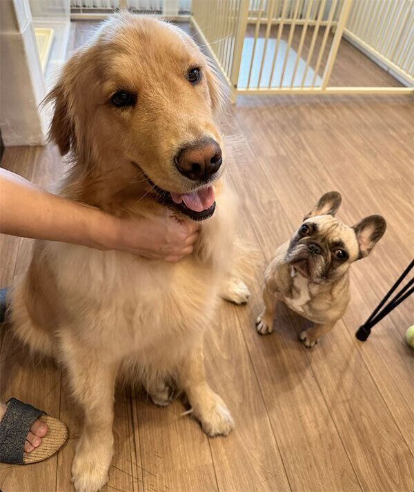 ぽち丸くん、ぷー助くん