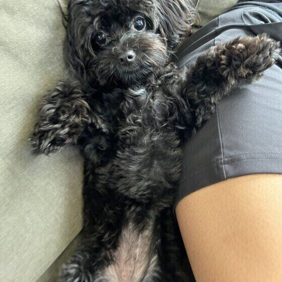 ヘソ天する犬