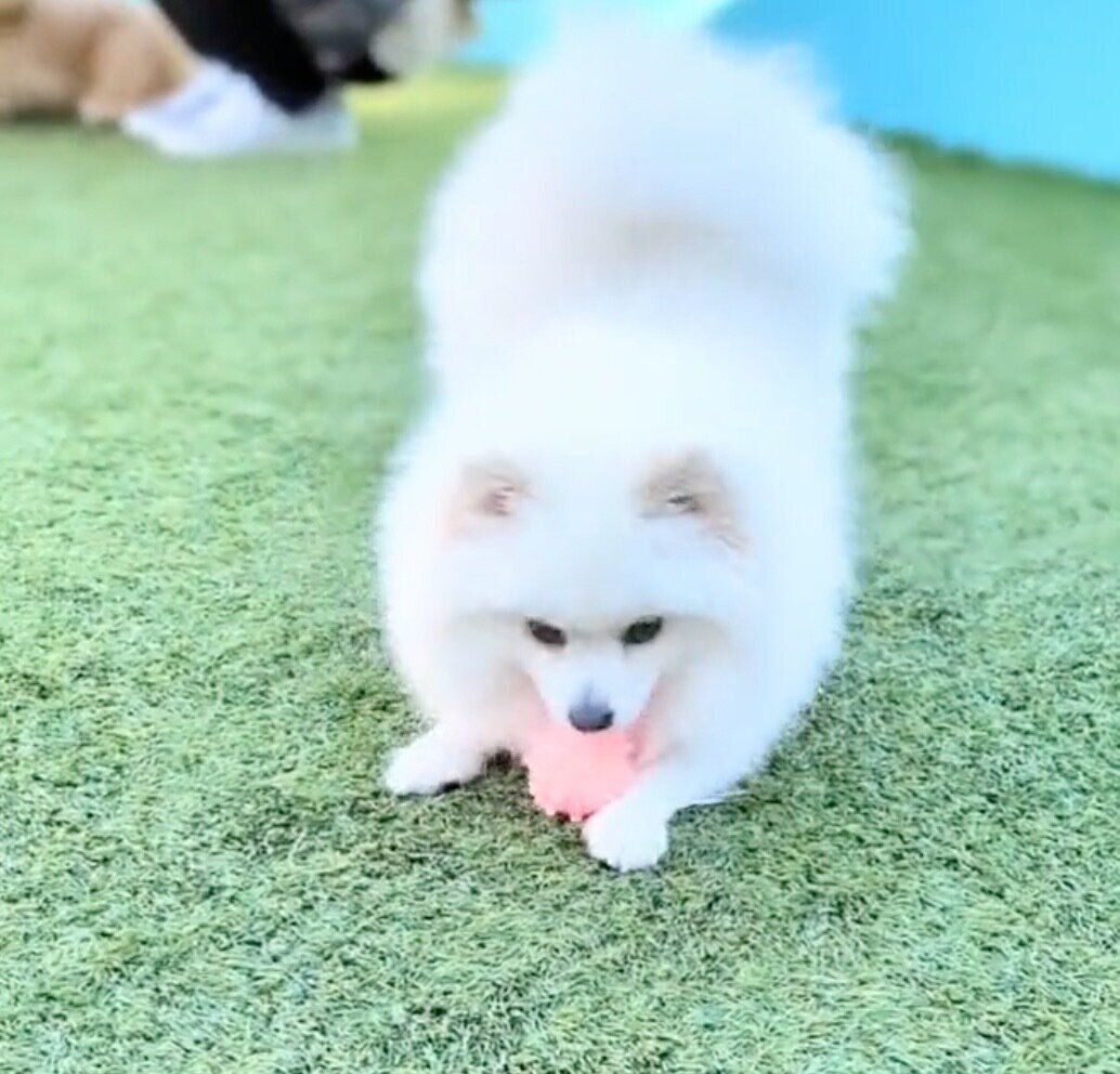 ボール遊びをするくまちゃん