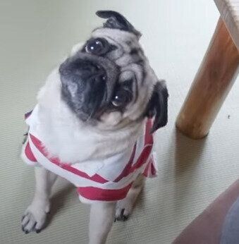 首を傾げるぷぅちゃん