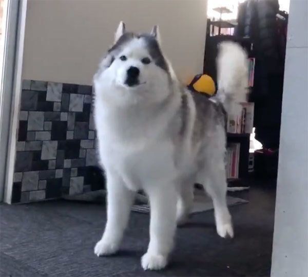 見つめるフィスくん