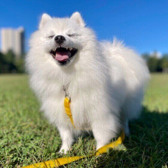 家族みんなで決めたい愛犬と暮らすルール〜お散歩編〜 いぬのきもち