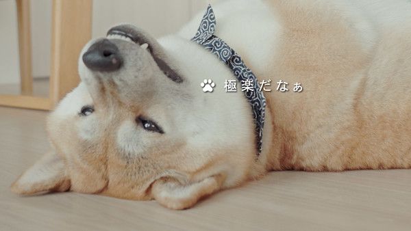 極楽だなぁ　いぬのきもちCM