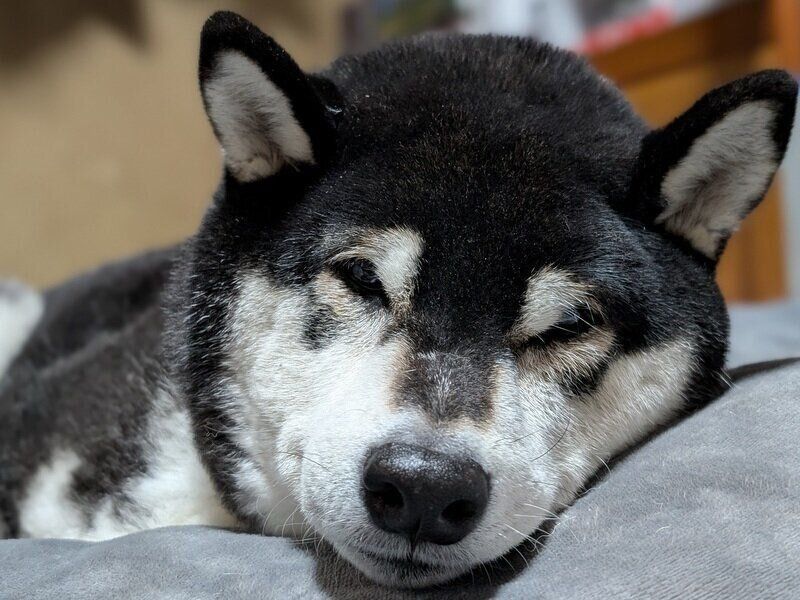 別の日の様子　くつろいでいる春吉くん