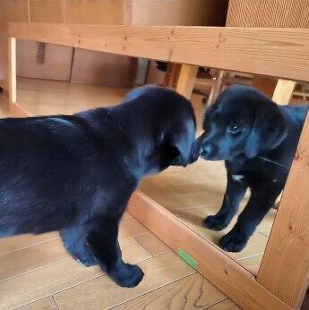 鏡に映る自分を見ているつきちゃん
