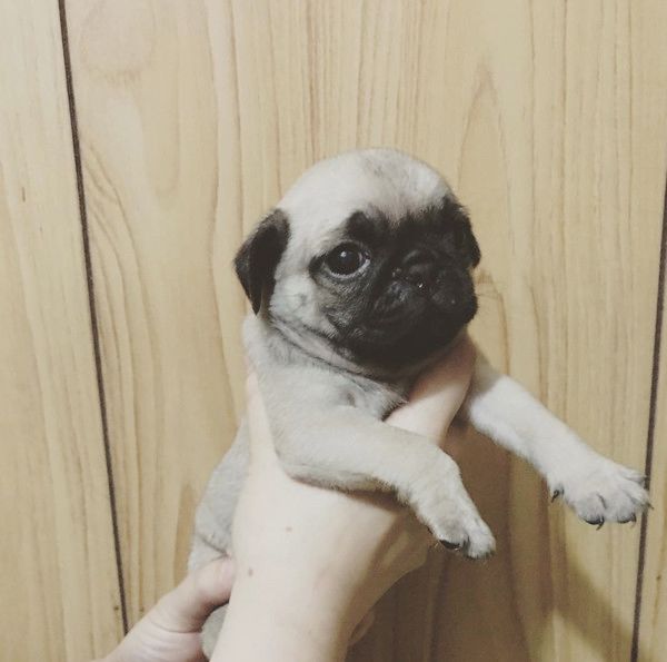 すくすく成長するパグ