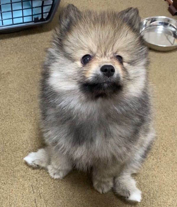 お座りするテンくん