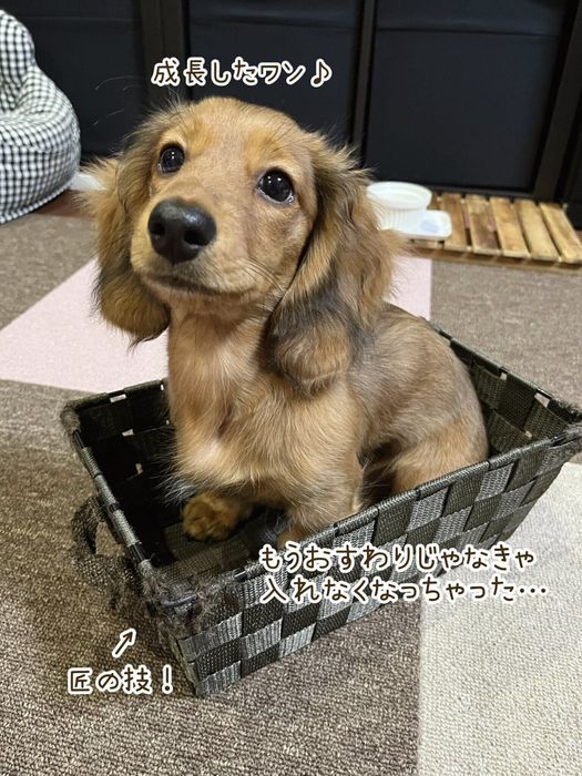 箱に入っている生後4カ月のミニチュア・ダックスフンド