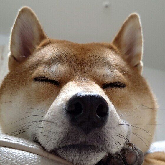 犬のいびきの原因と注意点 いびきをかきやすい犬の傾向は？ いぬのきもち