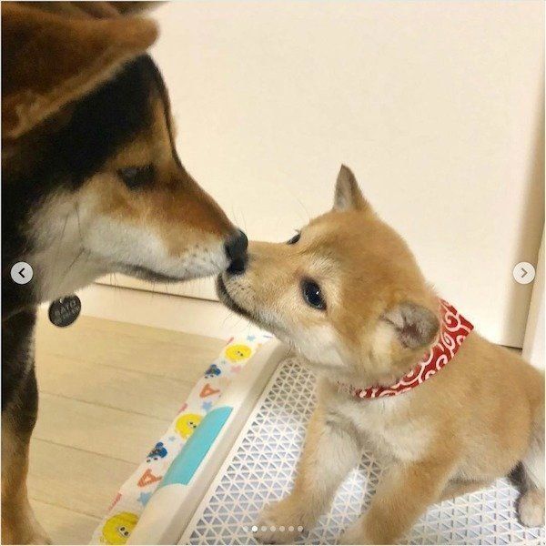 妹のトイレを見守る柴犬
