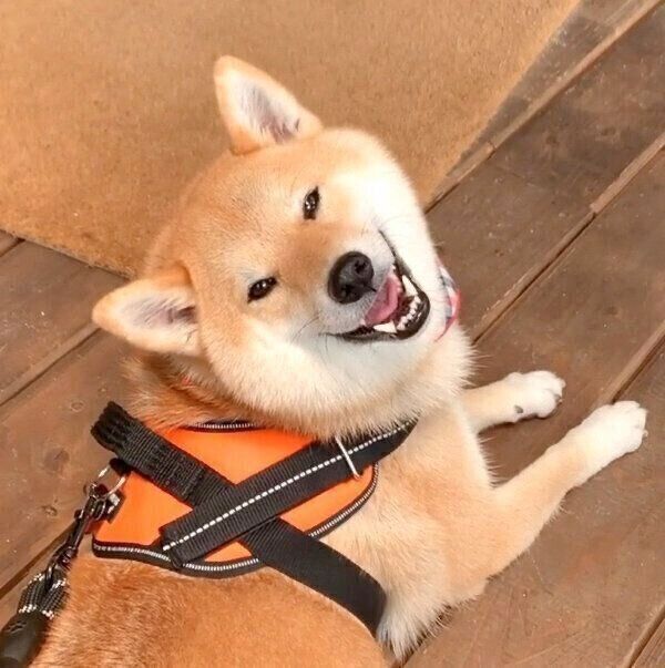 振り向く味噌ちゃん