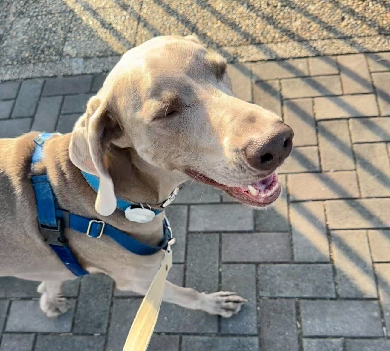 ニコニコ笑顔が可愛いろあくん