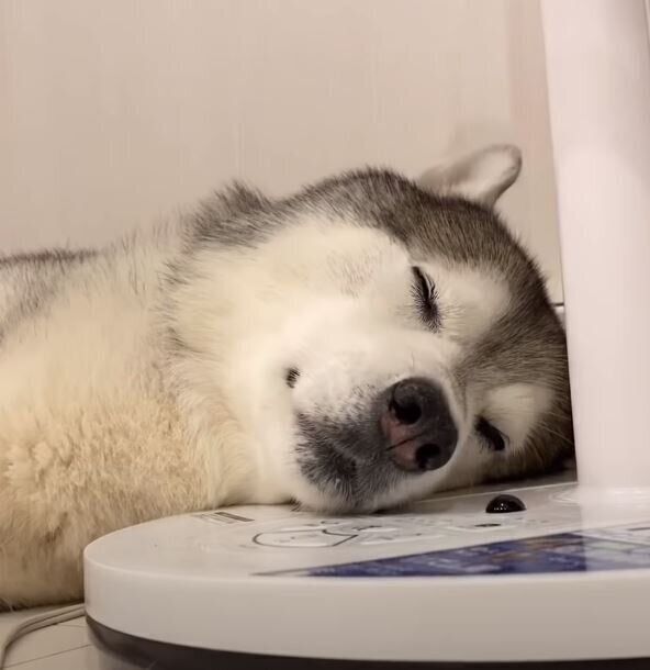 扇風機をまくらにするシベリアン・ハスキー