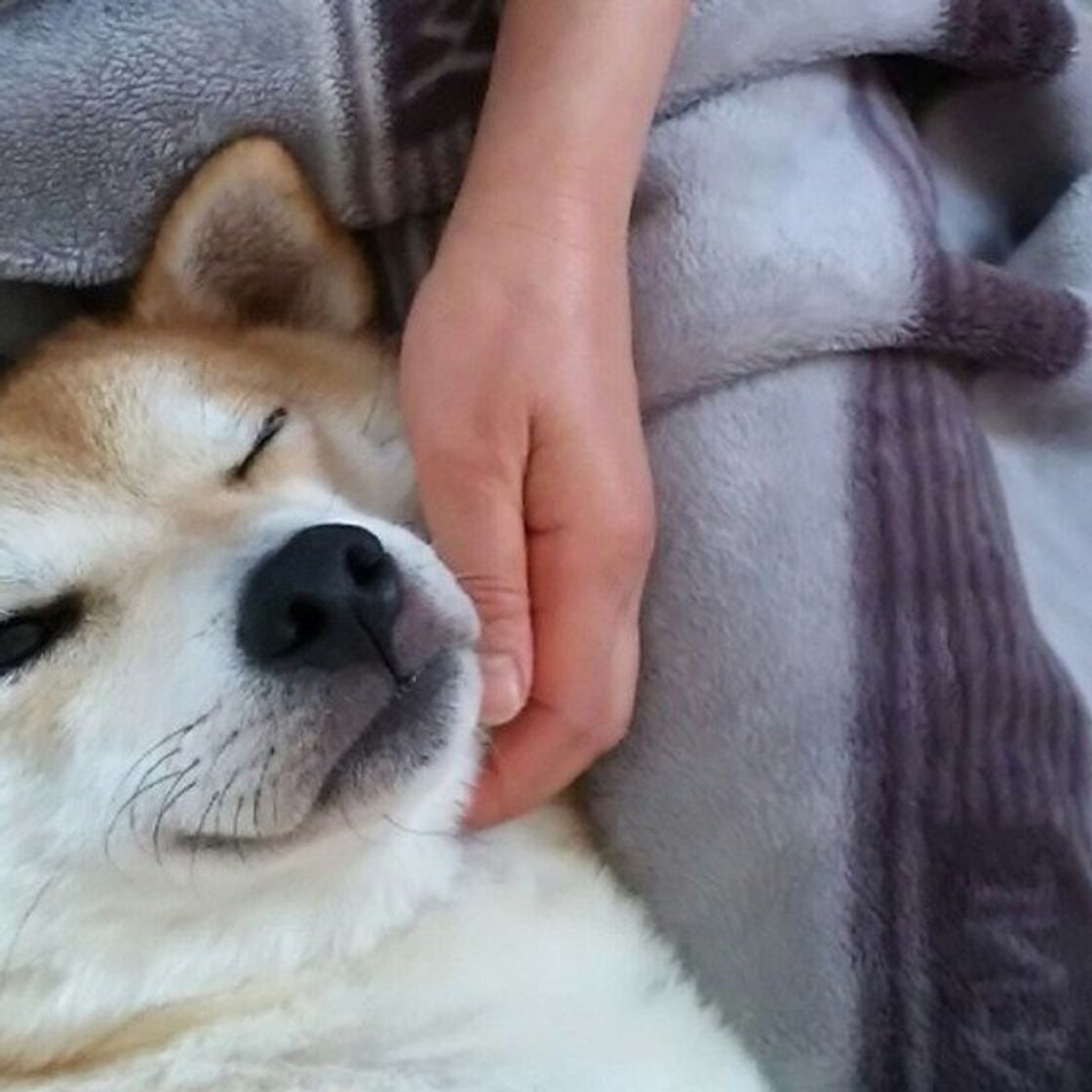 犬が飼い主さんの体に あご乗せ してくるときの ホントの気持ちは いぬのきもちweb Magazine 犬が飼い主さんの体に あご乗せ してくるときの ホントの気持ちは いぬのきもちweb Magazine