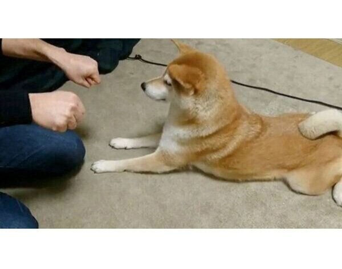 チーズはどっち と当てっこゲームをする柴犬 ニオイを嗅げばいいのに 勘で勝負する姿が可愛すぎる いぬのきもちweb Magazine チーズはどっち と当てっこゲームをする柴犬 ニオイを嗅げばいいのに 勘で勝負する姿が可愛すぎる いぬのきもちweb Magazine