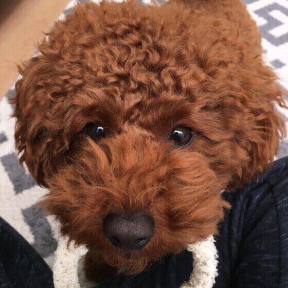 トイ・プードル リッツくん